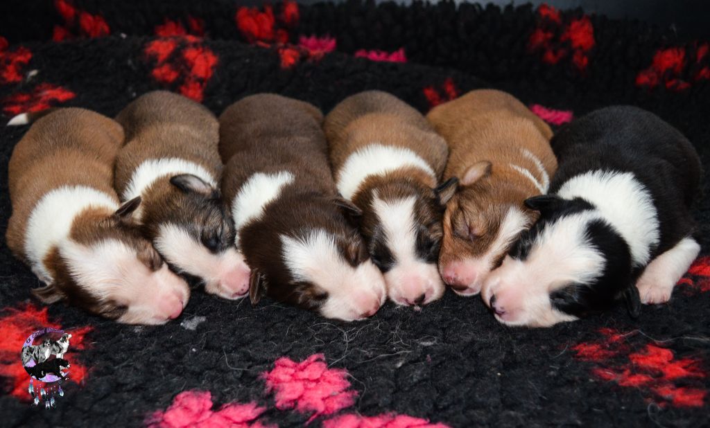 chiot Border Collie Of Eternal Dreams