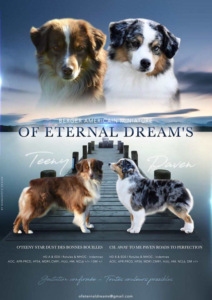 Of Eternal Dreams - Berger Américain Miniature  - Portée née le 21/06/2020
