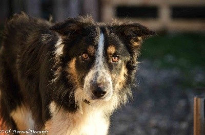 Of Eternal Dreams - Border Collie - Portée née le 18/01/2021