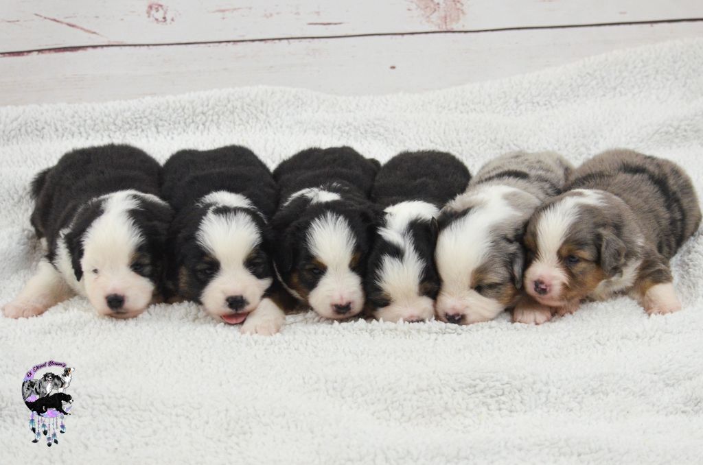 Of Eternal Dreams - Chiots disponibles