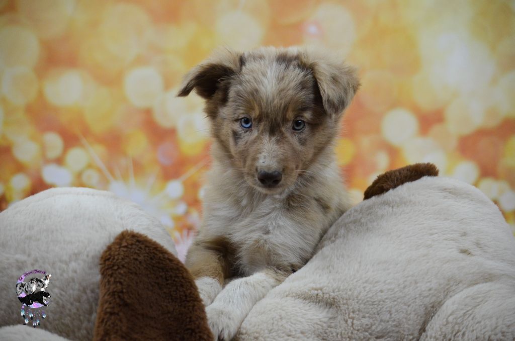 Of Eternal Dreams - Chiots disponibles - Border Collie