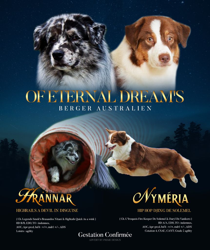 Of Eternal Dreams - Berger Australien - Portée née le 24/01/2019