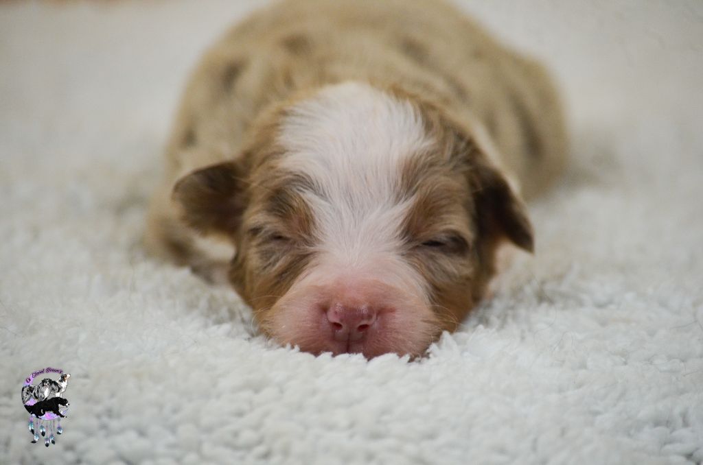 Of Eternal Dreams - Chiots disponibles - Berger Américain Miniature 