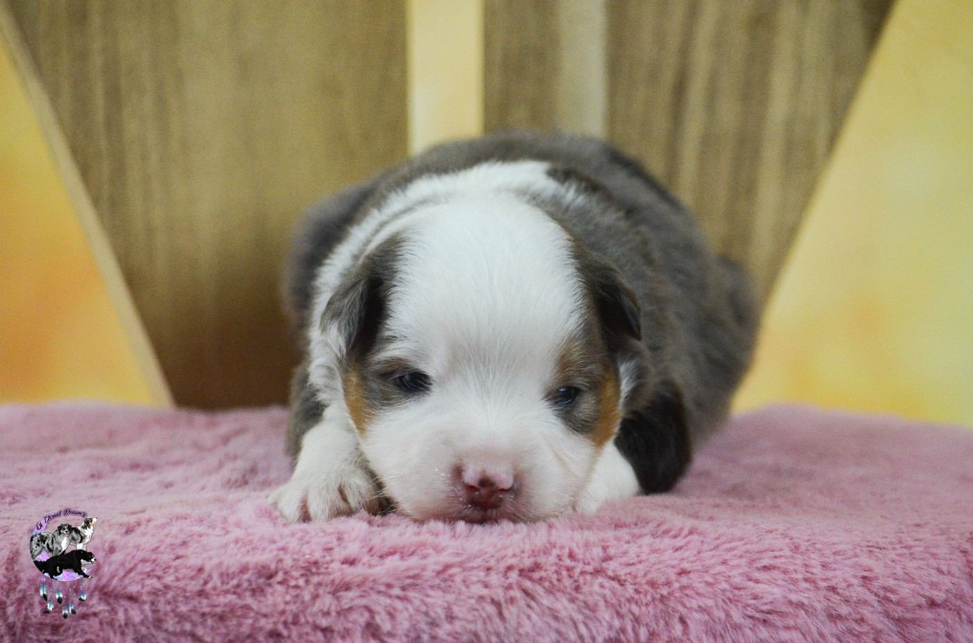 Of Eternal Dreams - Chiots disponibles - Berger Américain Miniature 