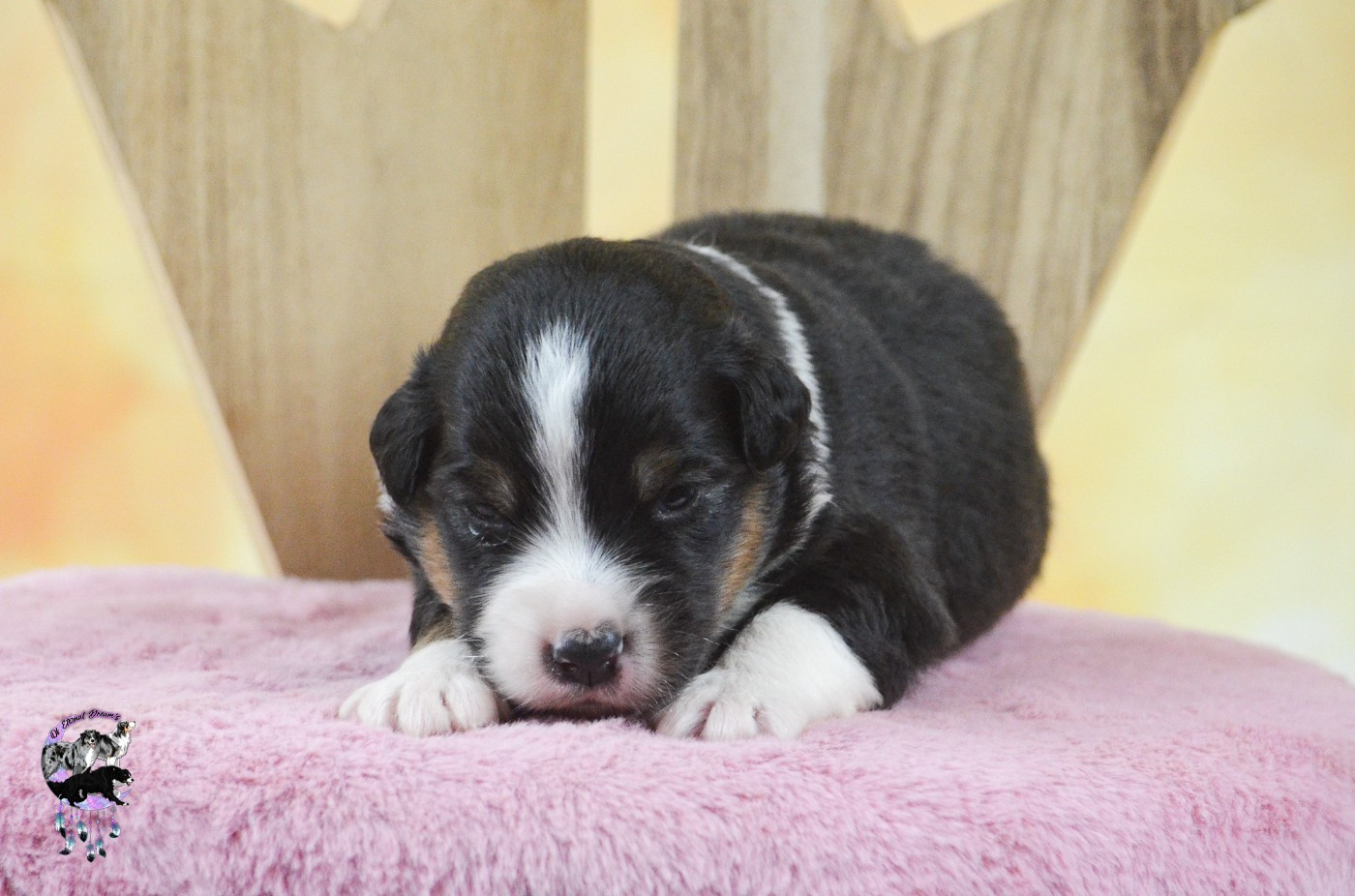 Of Eternal Dreams - Chiots disponibles - Berger Américain Miniature 