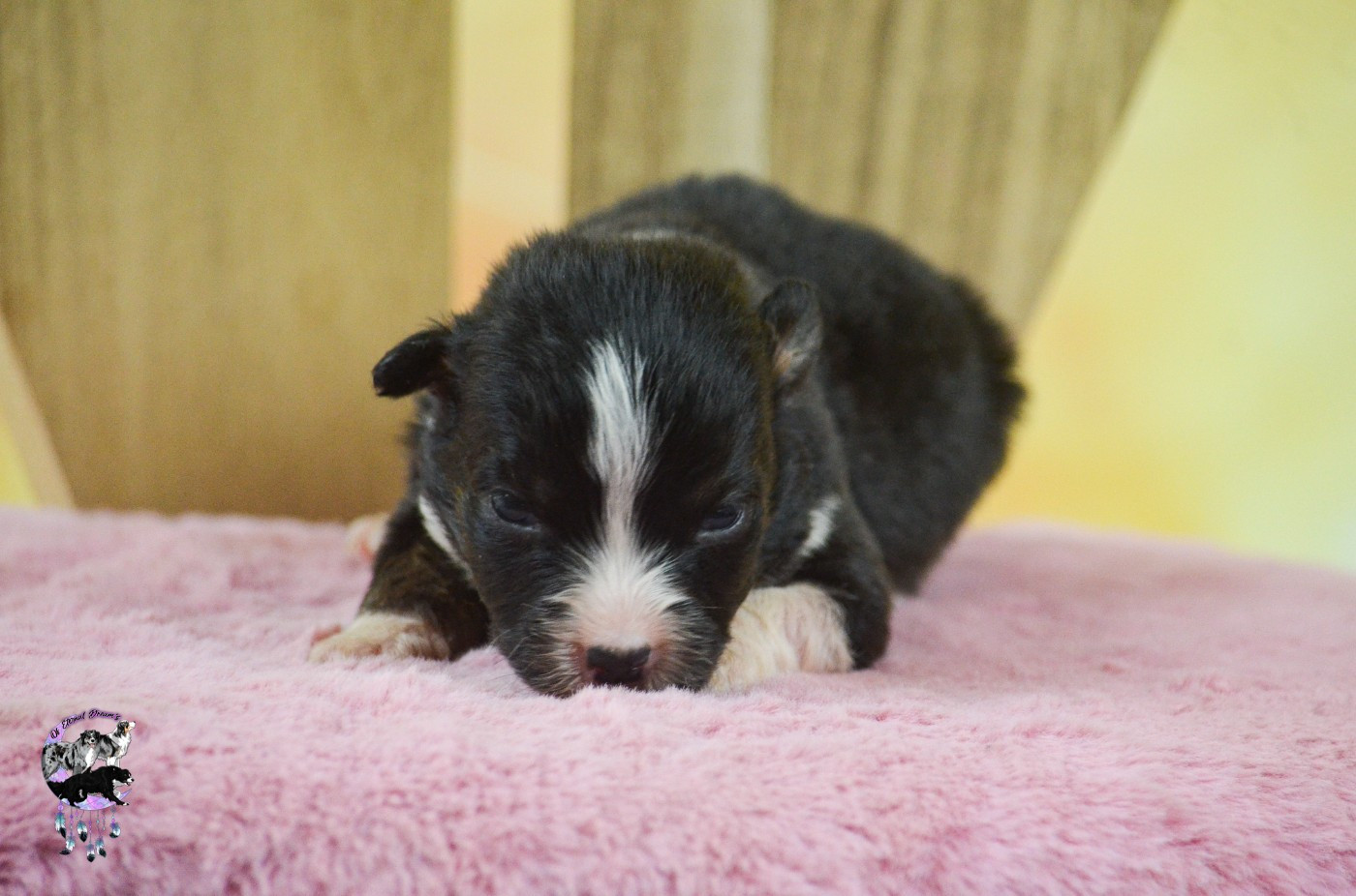 Of Eternal Dreams - Chiots disponibles - Berger Américain Miniature 