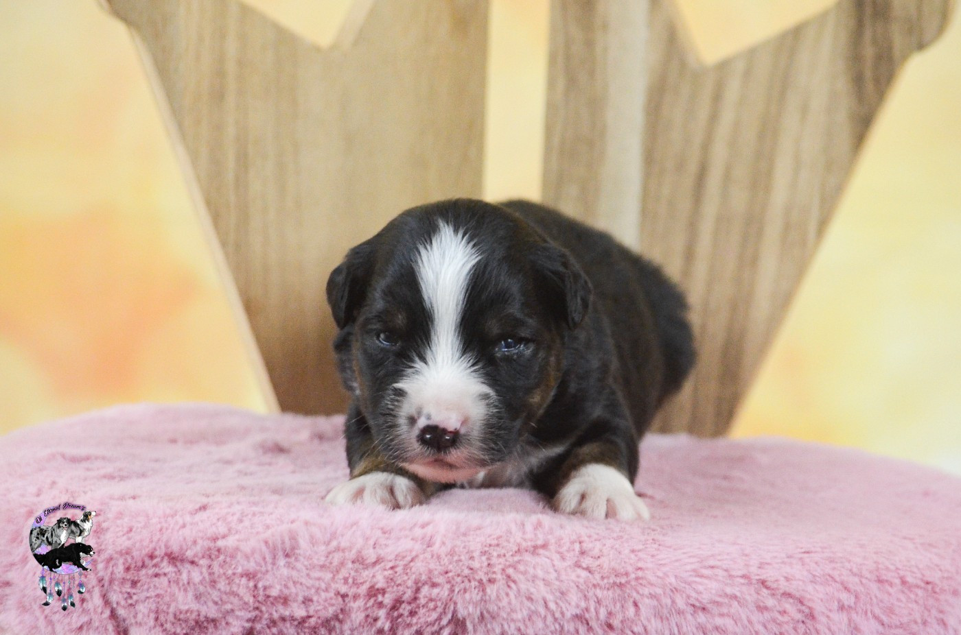 Of Eternal Dreams - Chiots disponibles - Berger Américain Miniature 