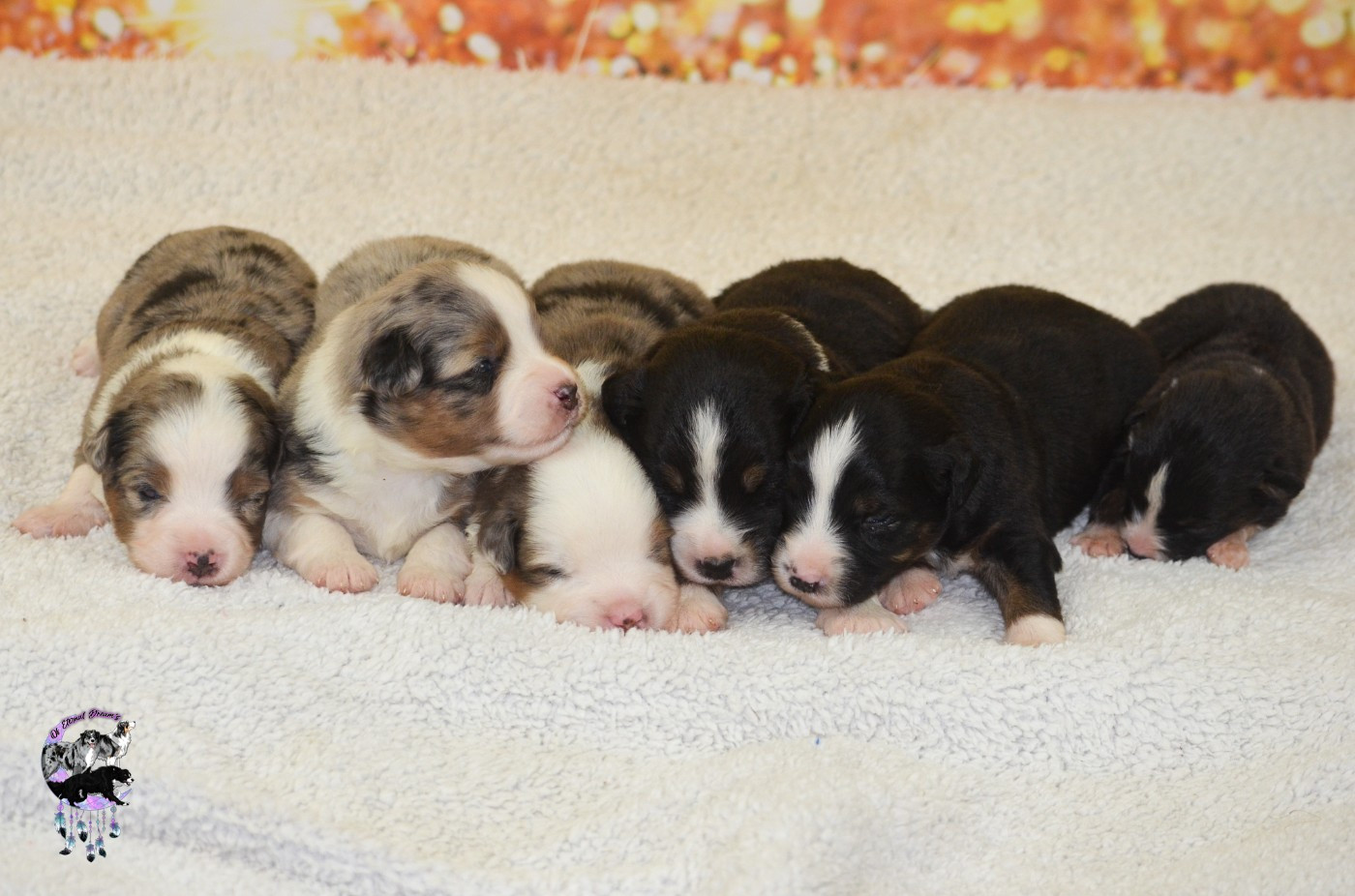 Puppy Berger Américain Miniature  Of Eternal Dreams