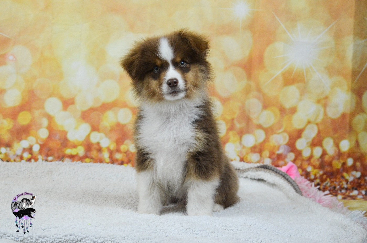 Of Eternal Dreams - Chiots disponibles - Berger Américain Miniature 