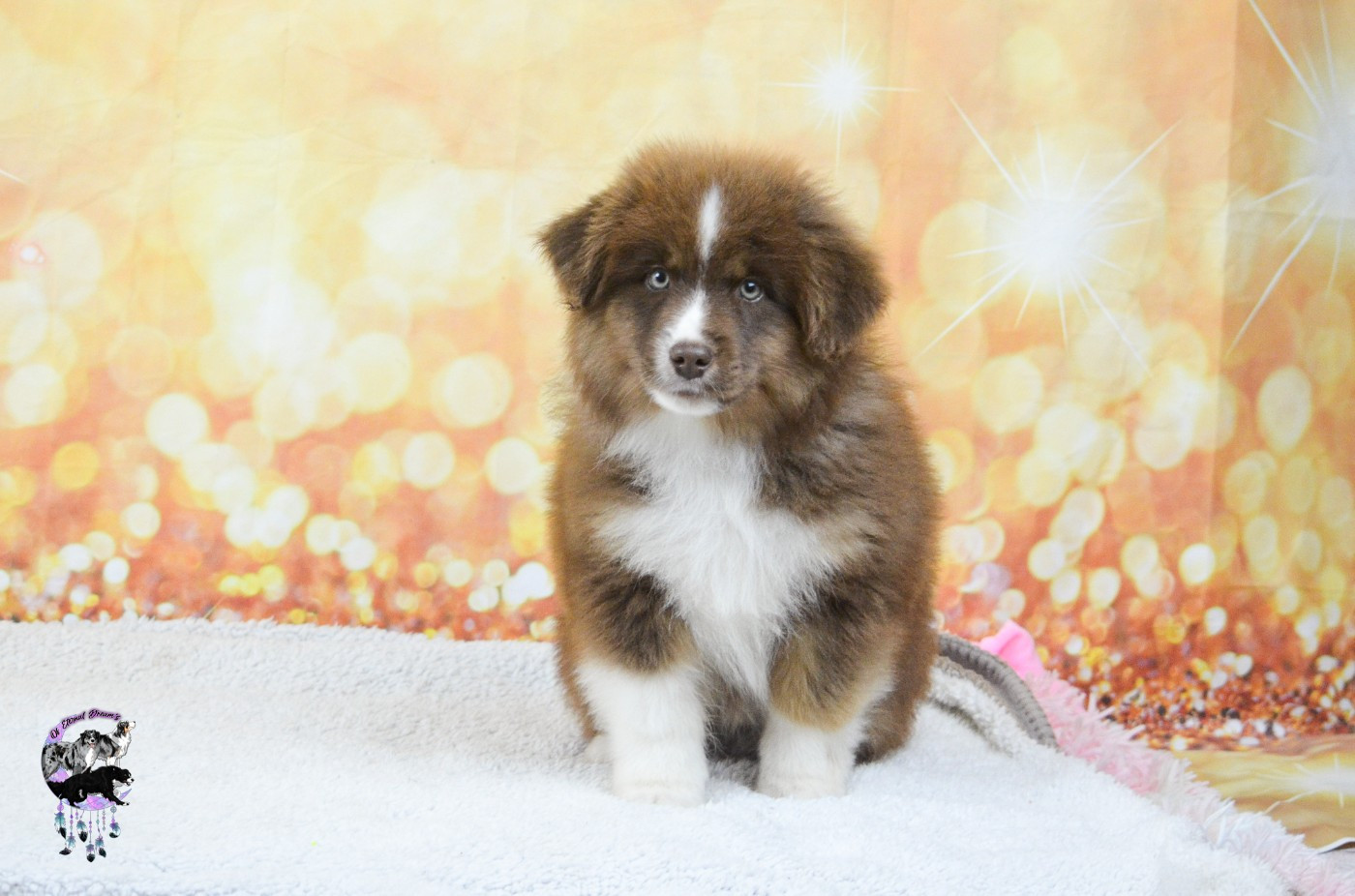 Of Eternal Dreams - Chiots disponibles - Berger Américain Miniature 