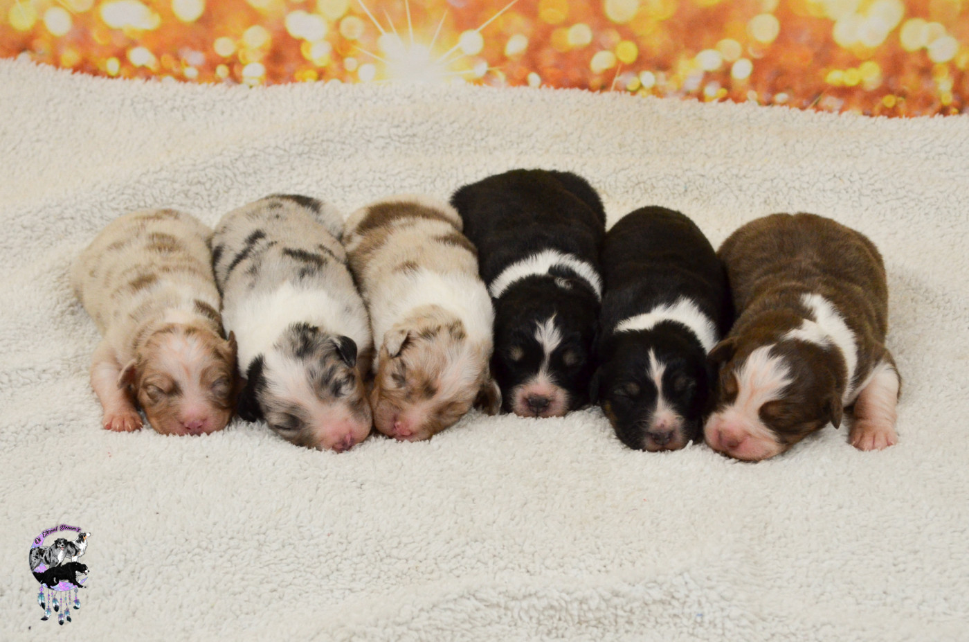 Chiot Berger Australien Of Eternal Dreams