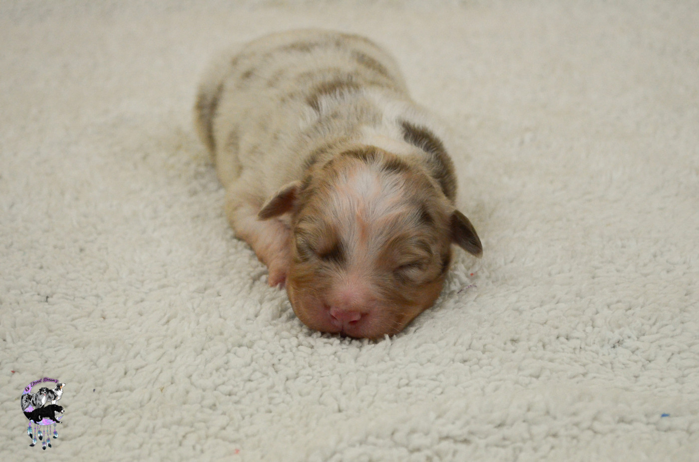 Of Eternal Dreams - Chiots disponibles - Berger Australien
