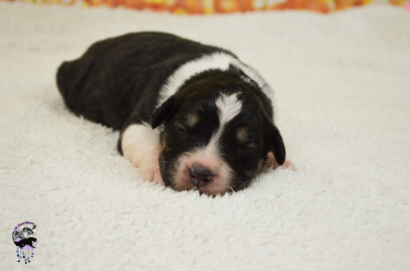 Of Eternal Dreams - Chiots disponibles - Berger Australien