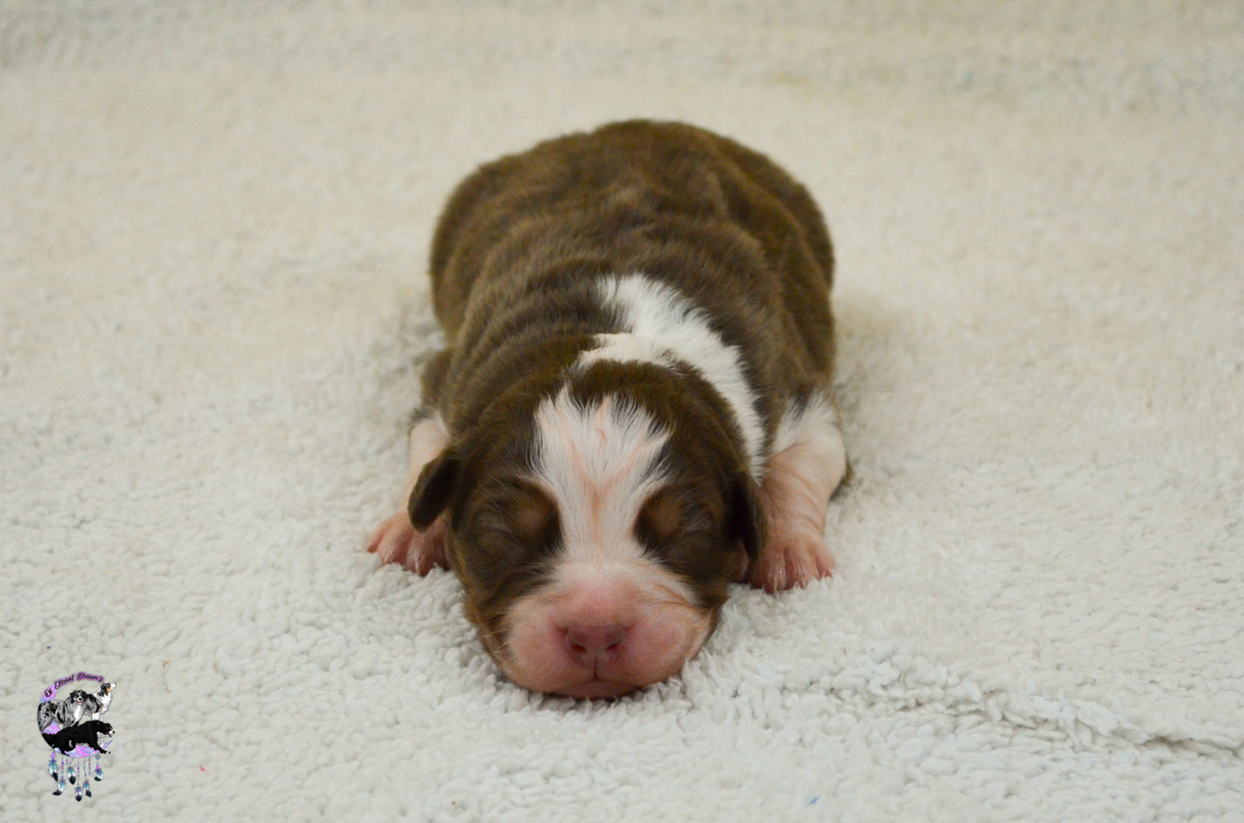 Of Eternal Dreams - Chiots disponibles - Berger Australien