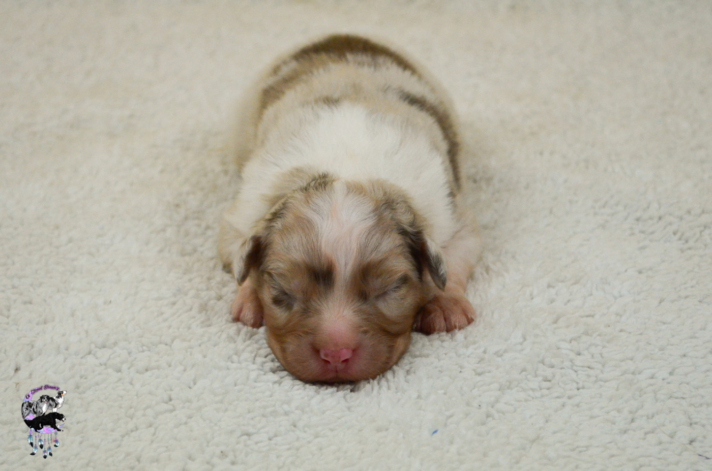 Of Eternal Dreams - Chiots disponibles - Berger Australien