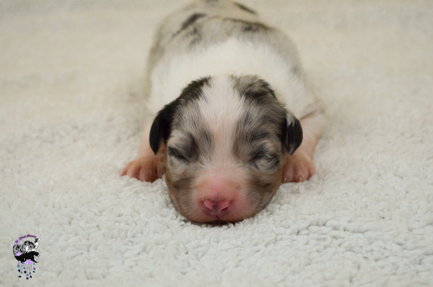 Of Eternal Dreams - Chiots disponibles - Berger Australien