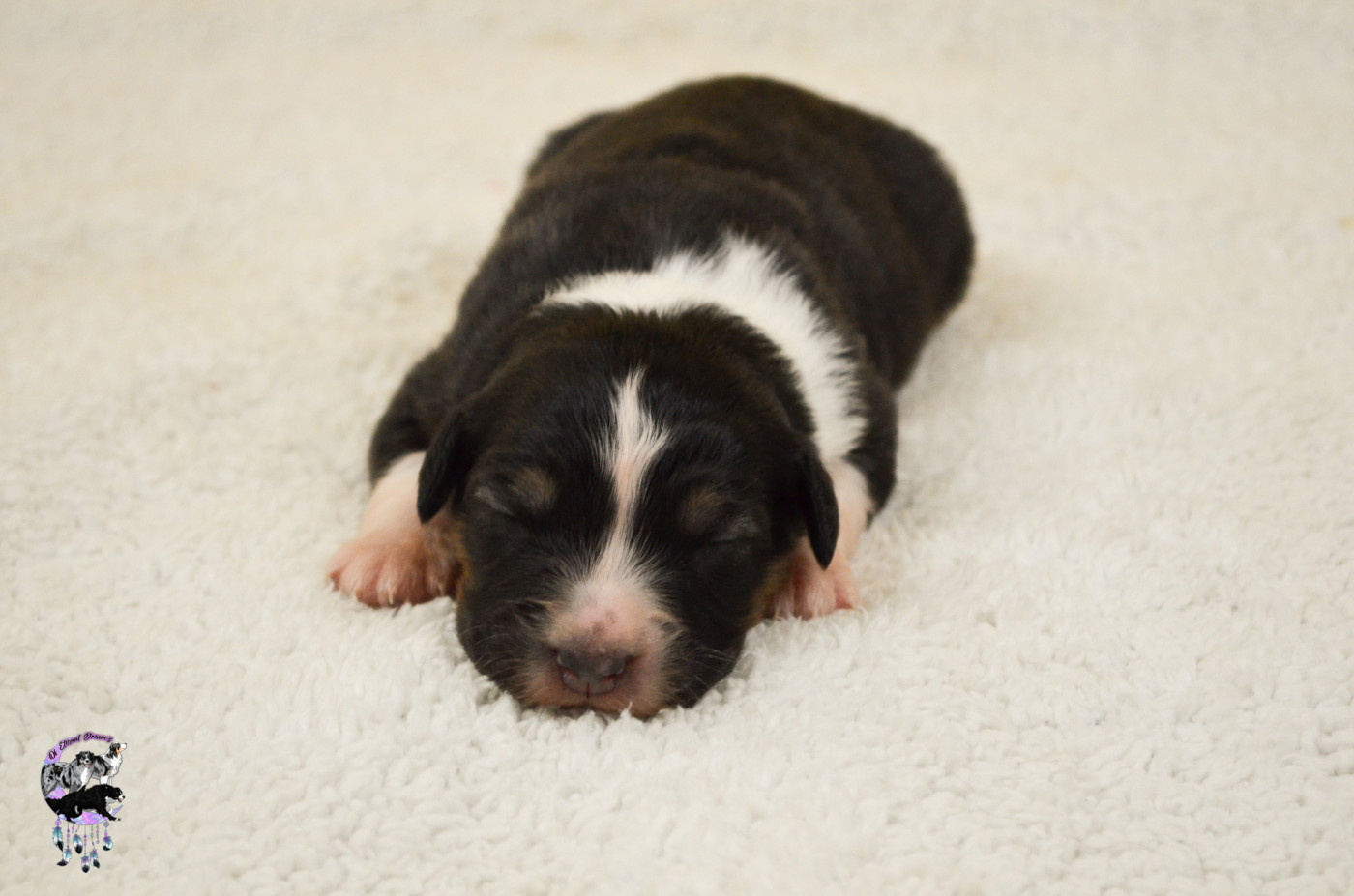 Of Eternal Dreams - Chiots disponibles - Berger Australien