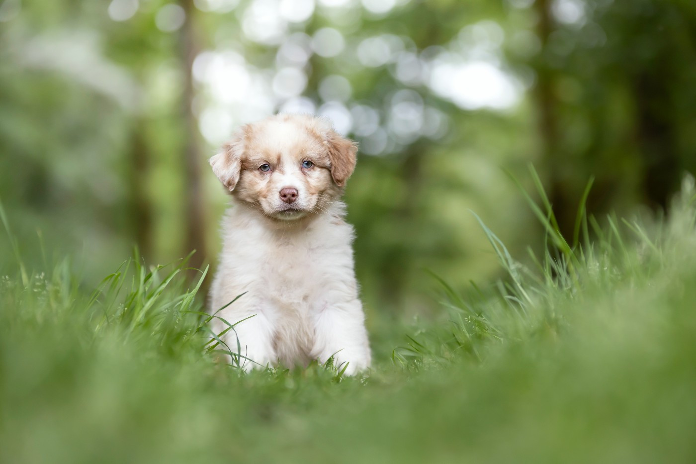 Of Eternal Dreams - Chiots disponibles - Berger Australien