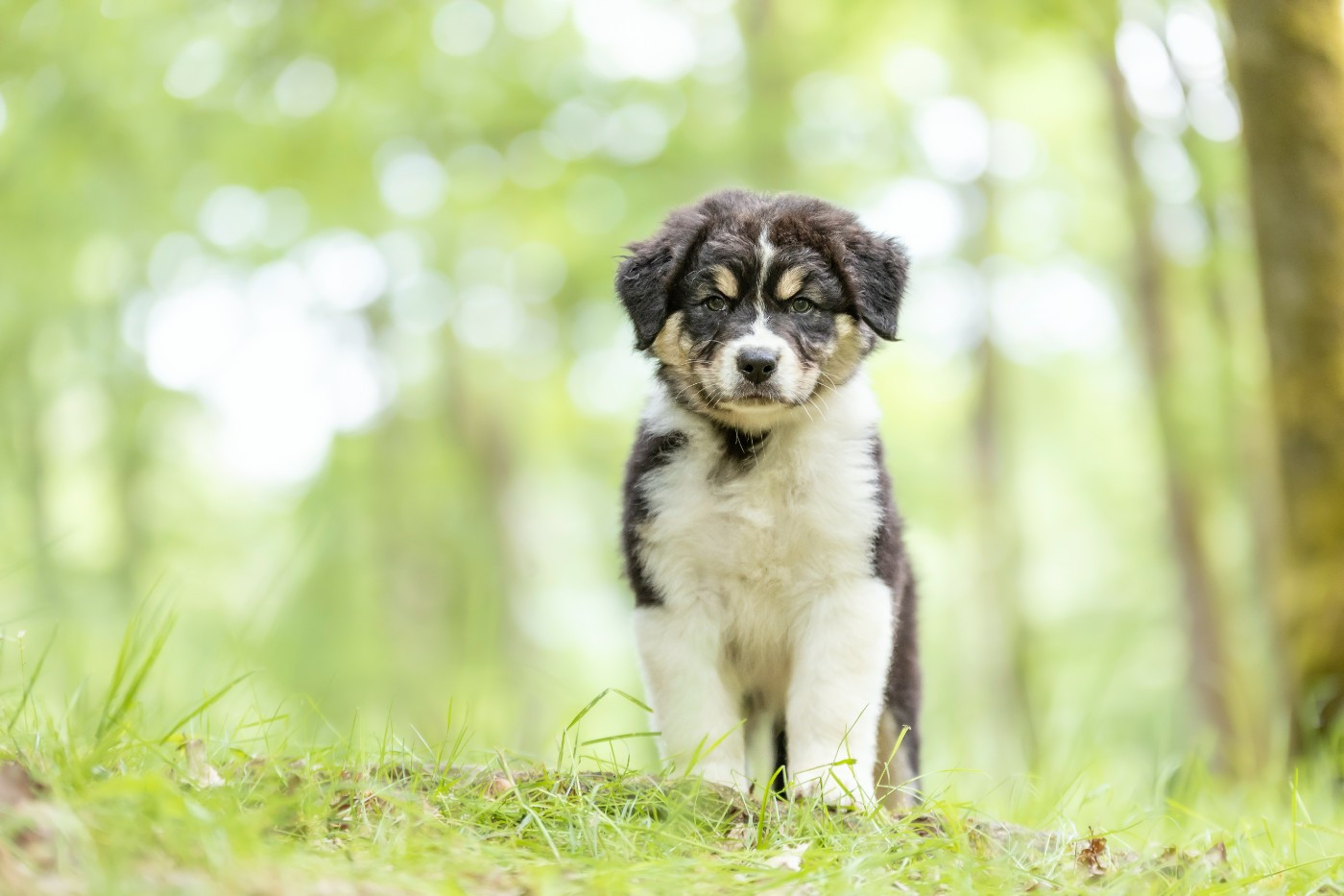 Of Eternal Dreams - Chiots disponibles - Berger Australien