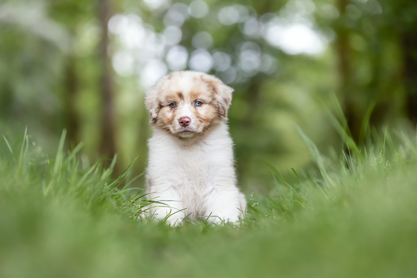 Of Eternal Dreams - Chiots disponibles - Berger Australien
