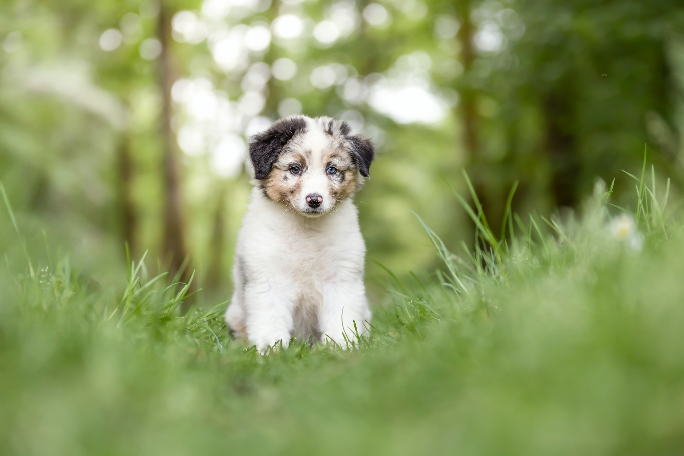 Of Eternal Dreams - Chiots disponibles - Berger Australien