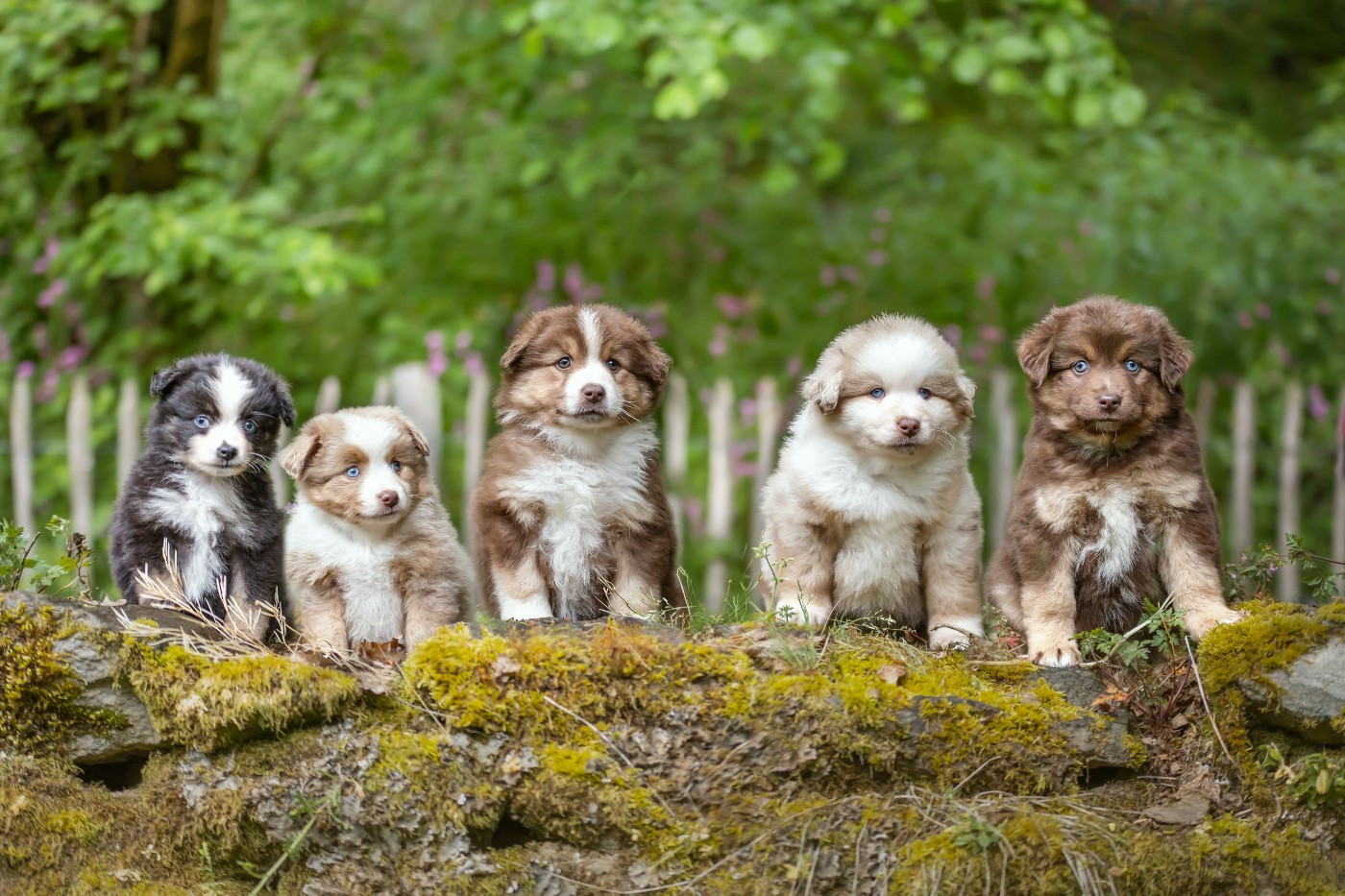 Chiot Berger Américain Miniature  Of Eternal Dreams