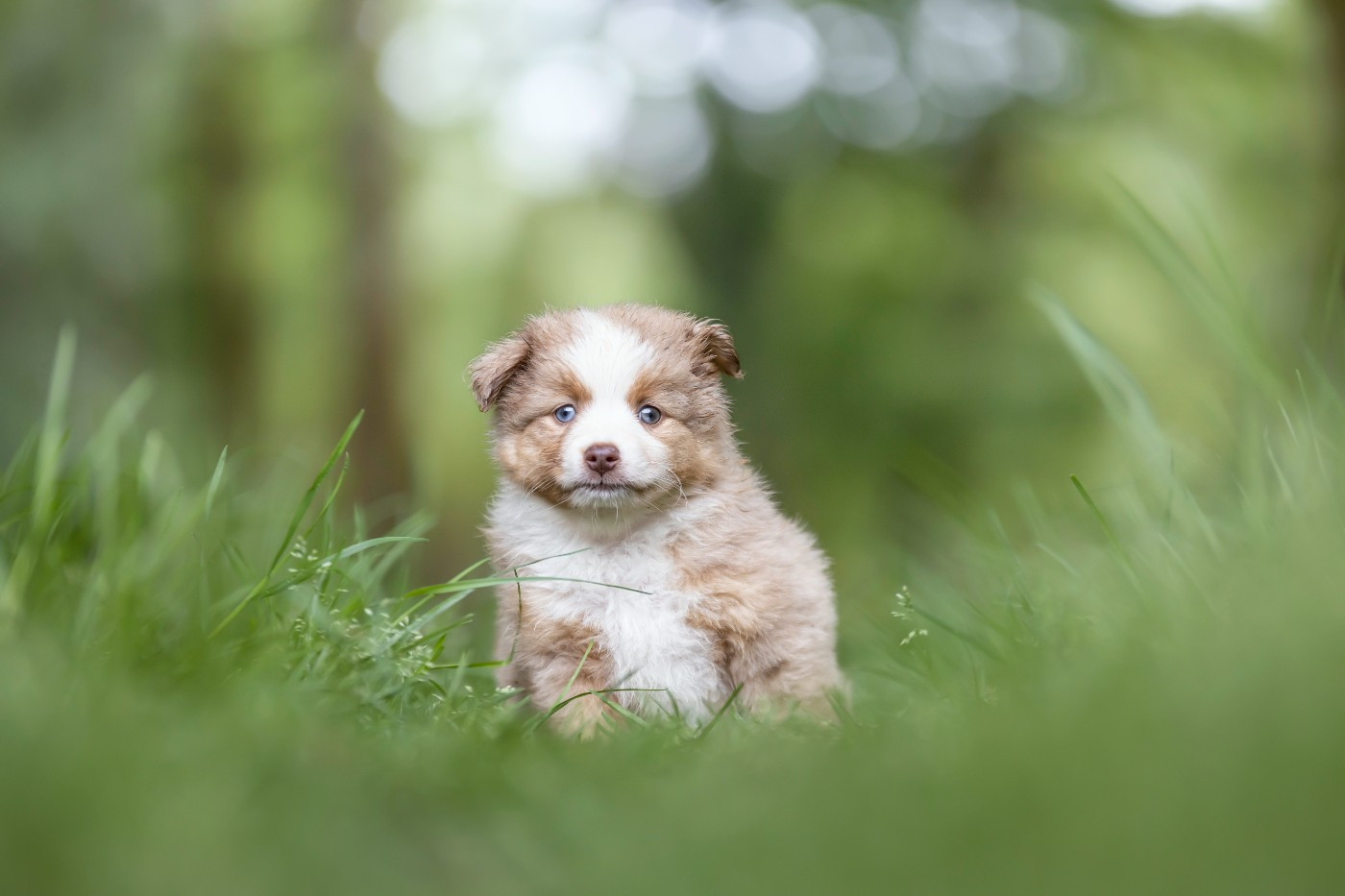 Of Eternal Dreams - Chiots disponibles - Berger Américain Miniature 