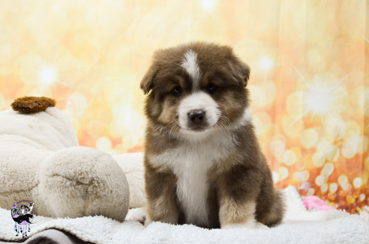 Of Eternal Dreams - Chiots disponibles - Berger Américain Miniature 