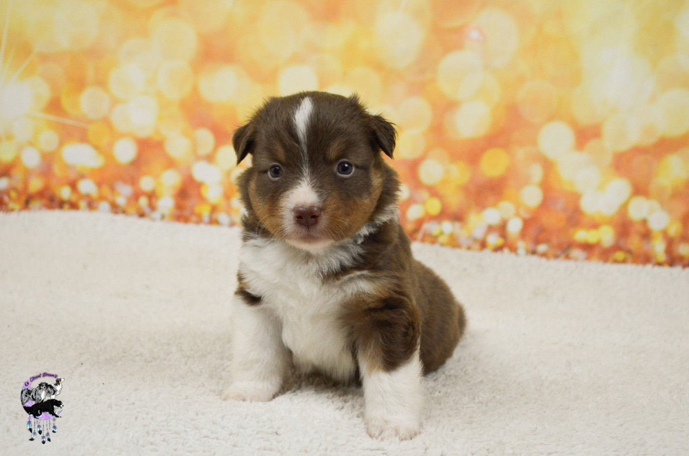 Of Eternal Dreams - Chiots disponibles - Berger Américain Miniature 
