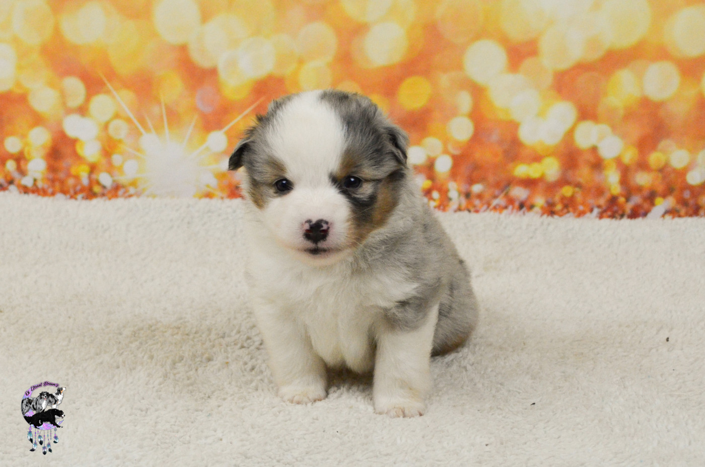 Of Eternal Dreams - Chiots disponibles - Berger Américain Miniature 