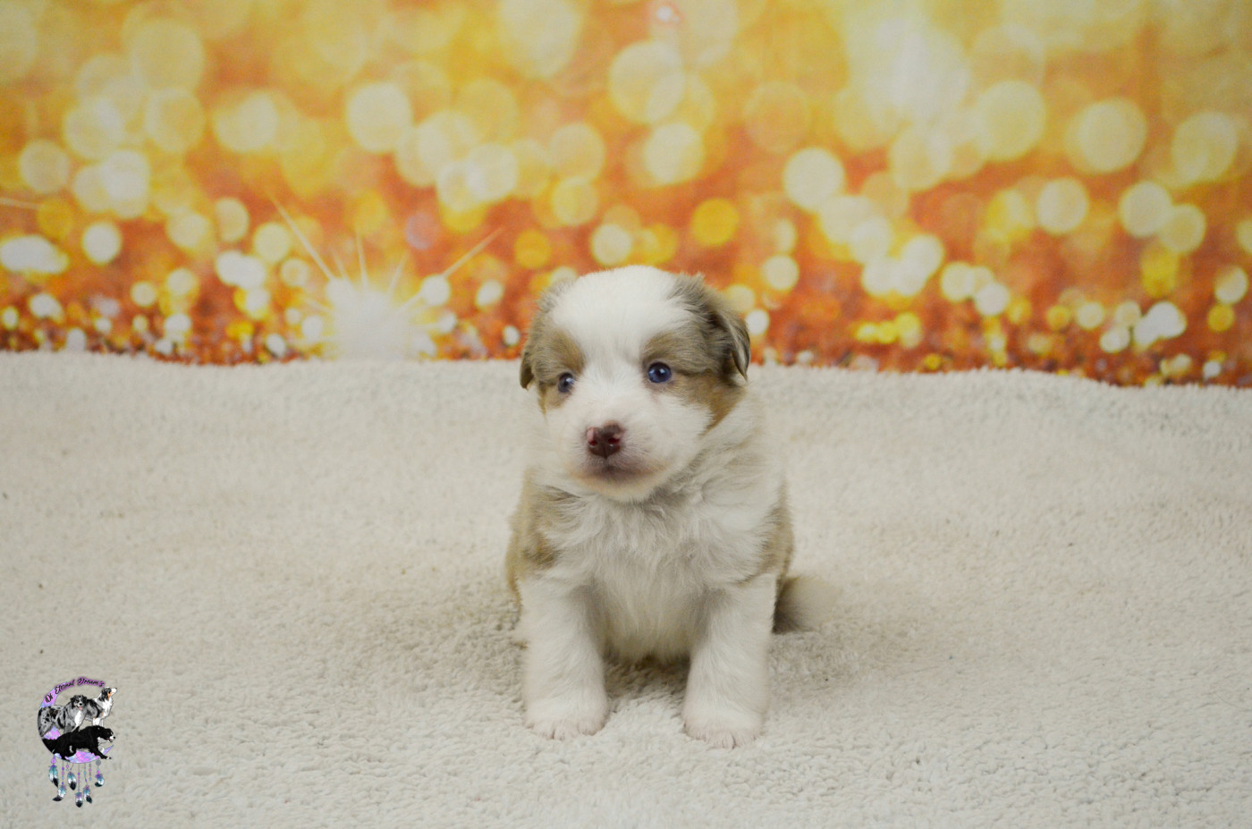 Of Eternal Dreams - Chiots disponibles - Berger Américain Miniature 