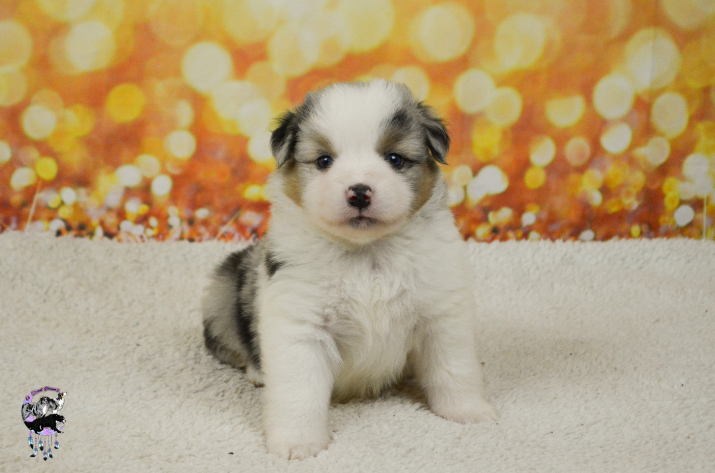 Of Eternal Dreams - Chiots disponibles - Berger Américain Miniature 