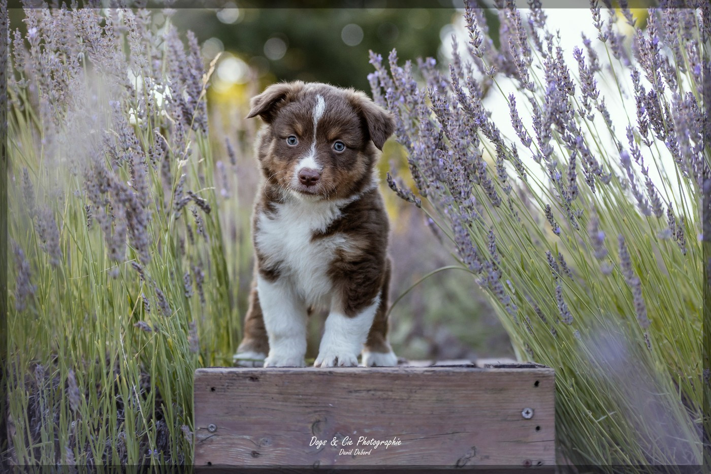 Of Eternal Dreams - Chiots disponibles - Berger Américain Miniature 