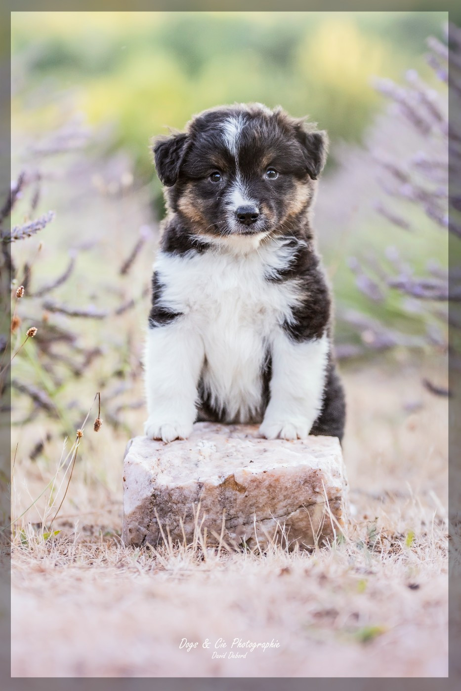 Of Eternal Dreams - Chiots disponibles - Berger Américain Miniature 