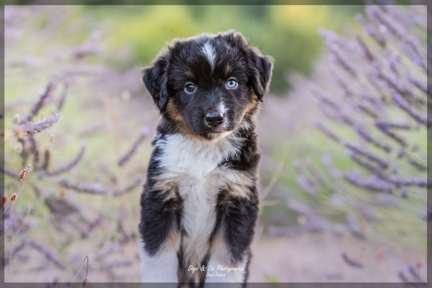Of Eternal Dreams - Chiots disponibles - Berger Américain Miniature 