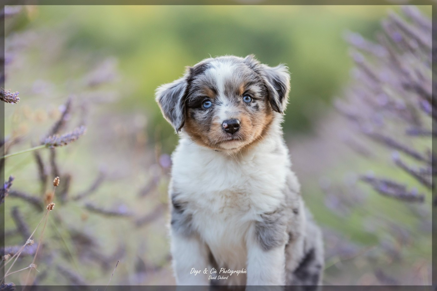 Of Eternal Dreams - Chiots disponibles - Berger Américain Miniature 