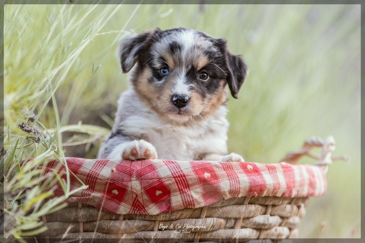 Of Eternal Dreams - Chiots disponibles - Berger Américain Miniature 