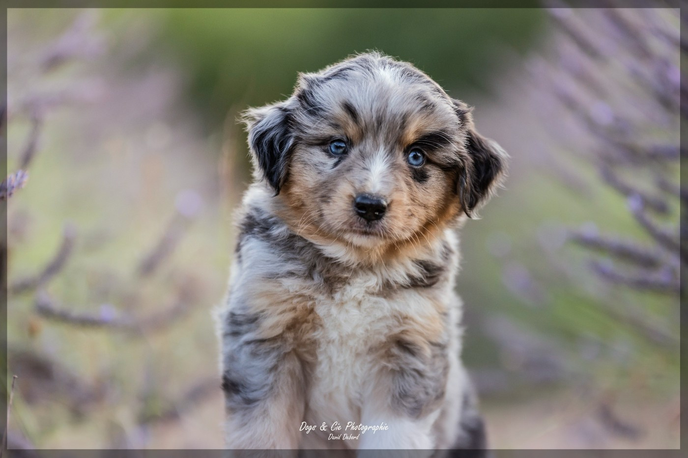 Of Eternal Dreams - Chiots disponibles - Berger Américain Miniature 