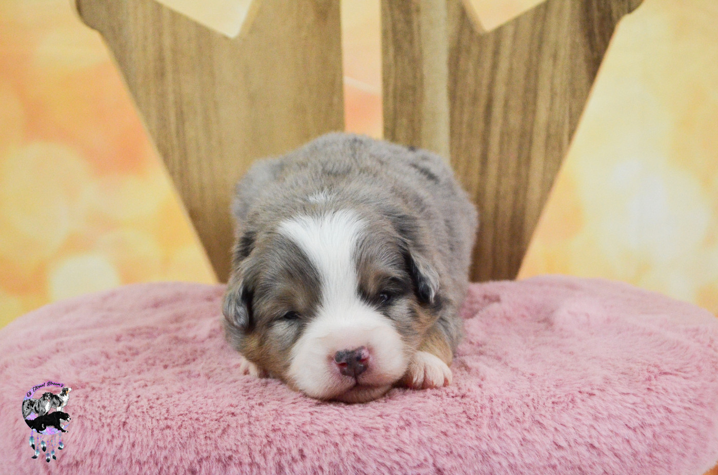 Of Eternal Dreams - Chiots disponibles - Berger Américain Miniature 