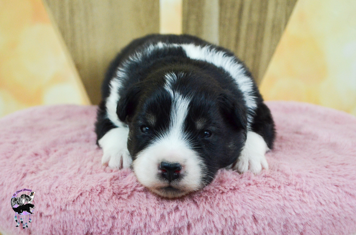 Of Eternal Dreams - Chiots disponibles - Berger Américain Miniature 
