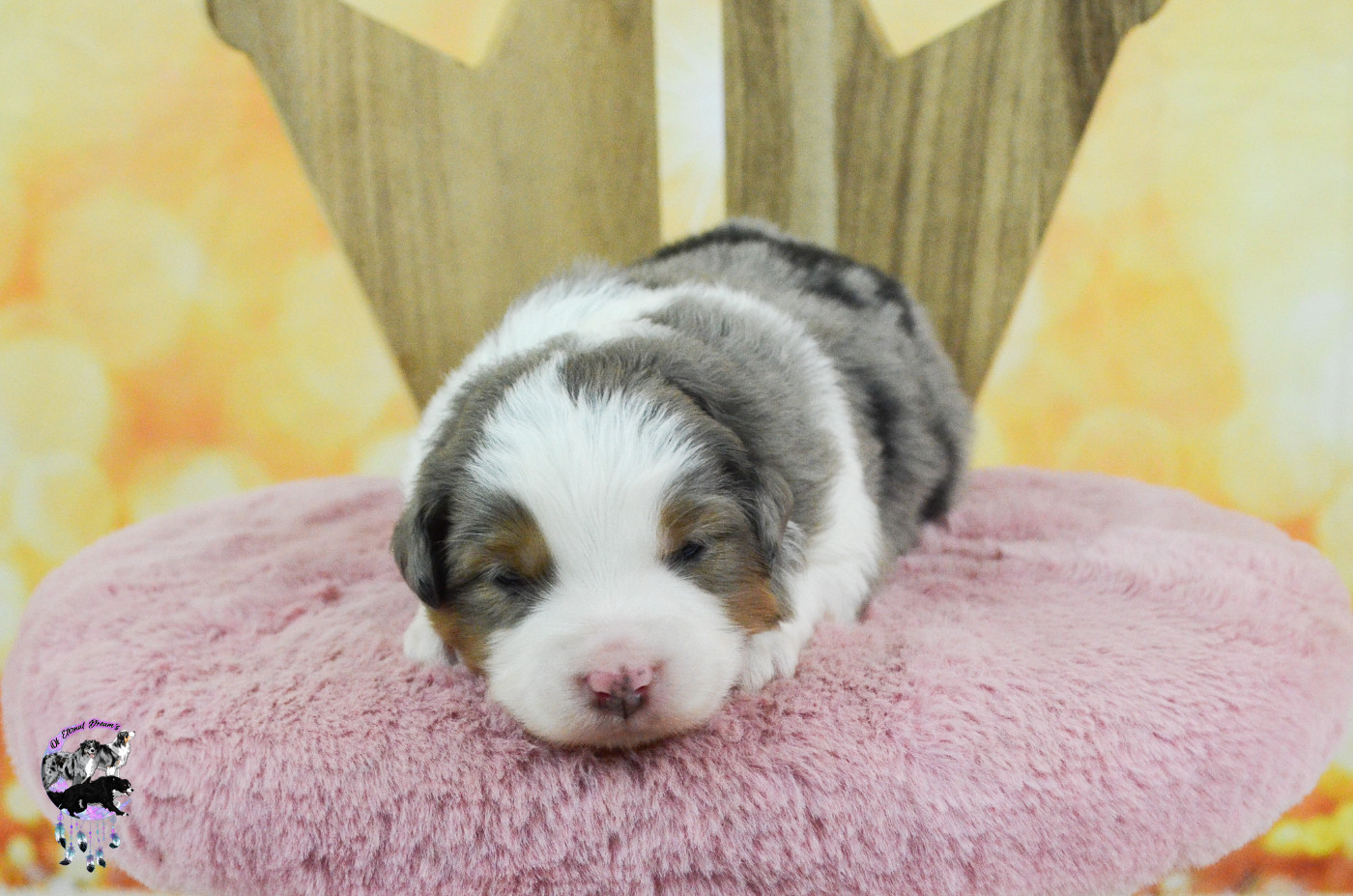 Of Eternal Dreams - Chiots disponibles - Berger Américain Miniature 