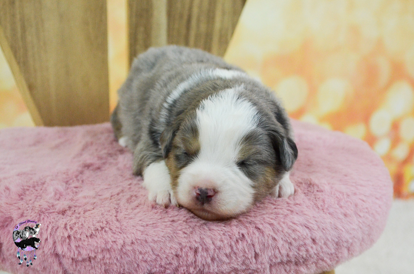 Of Eternal Dreams - Chiots disponibles - Berger Américain Miniature 