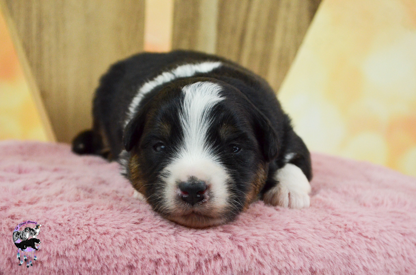 Of Eternal Dreams - Chiots disponibles - Berger Américain Miniature 