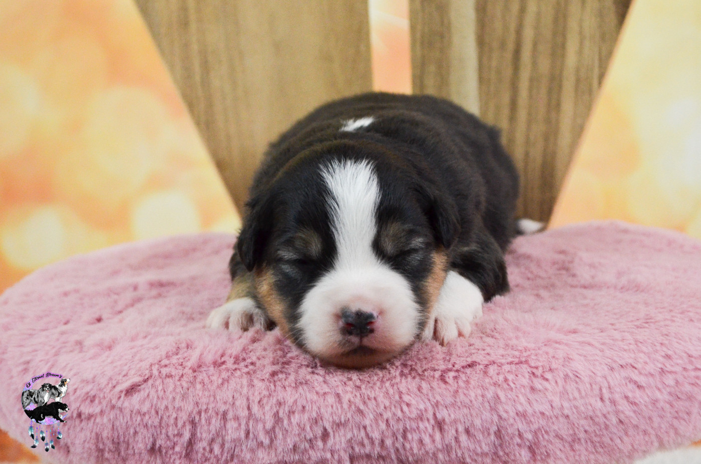 Of Eternal Dreams - Chiots disponibles - Berger Américain Miniature 