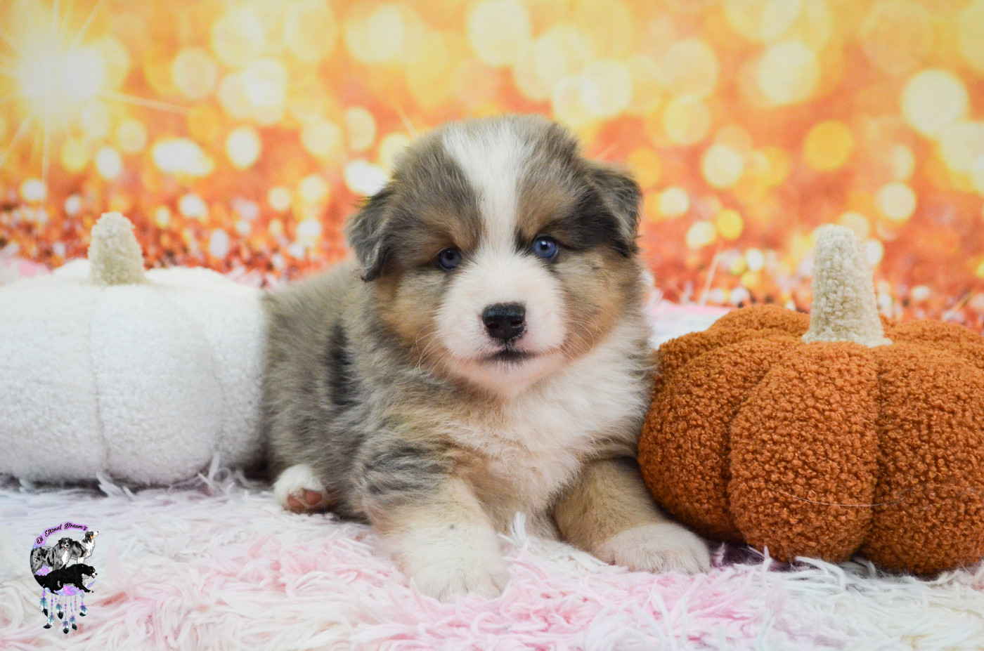 Of Eternal Dreams - Chiots disponibles - Berger Américain Miniature 