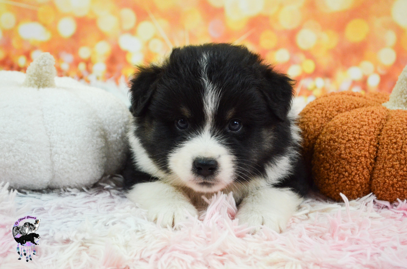 Of Eternal Dreams - Chiots disponibles - Berger Américain Miniature 