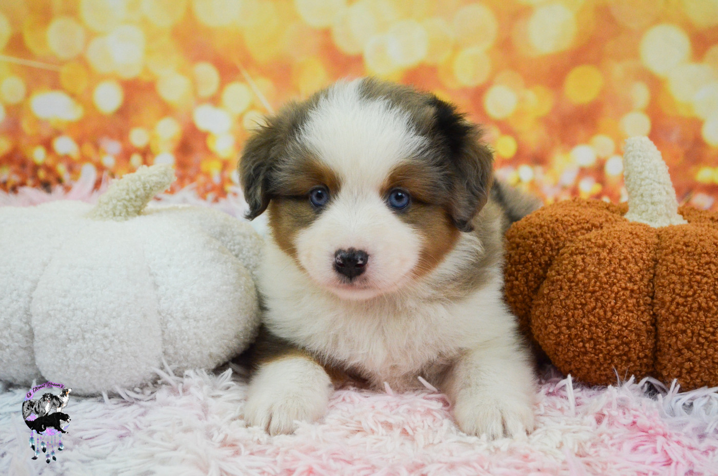Of Eternal Dreams - Chiots disponibles - Berger Américain Miniature 