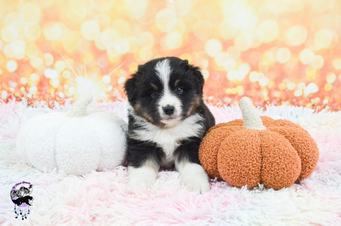 Of Eternal Dreams - Chiots disponibles - Berger Américain Miniature 