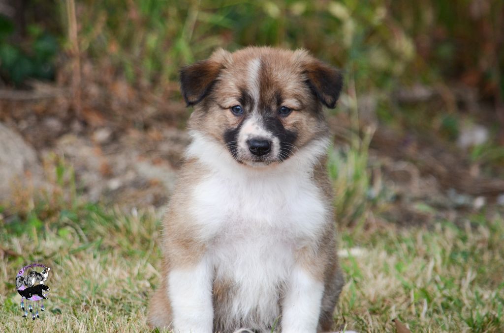 Of Eternal Dreams - Chiots disponibles - Border Collie