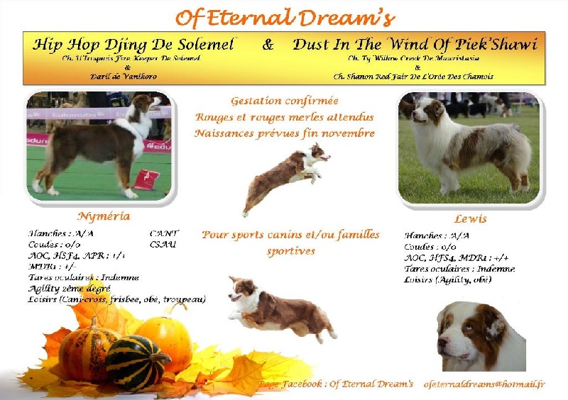 Of Eternal Dreams - Berger Australien - Portée née le 30/11/2015